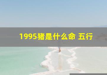 1995猪是什么命 五行